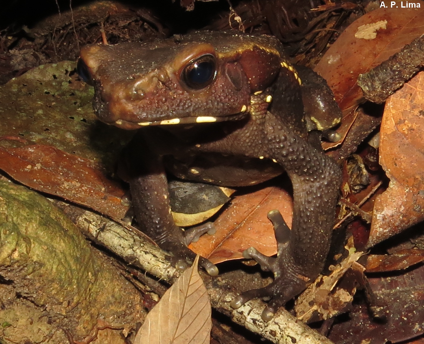 Rhaebo guttatus ppbio.inpa.gov.br/inicio